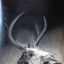 Deer Skull