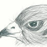 dA Muro: Bird Head_Sketch