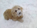 Pufi playing in the Snow