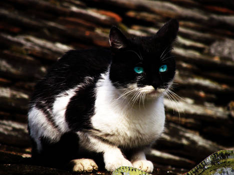 Cat with blue eyes