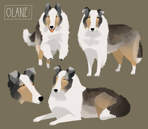 Olane the Sheltie