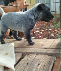 cattle dog pup male blue