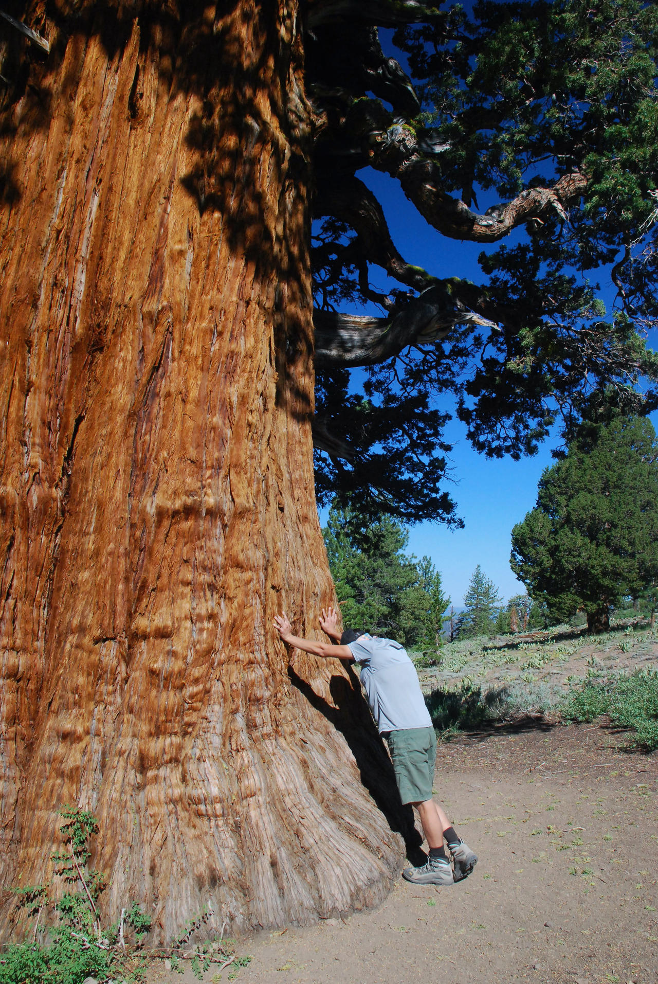 Juniper + by subharmonic on DeviantArt