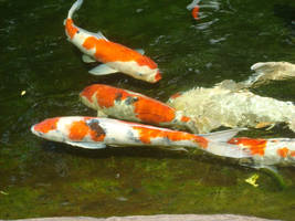 Koi 1