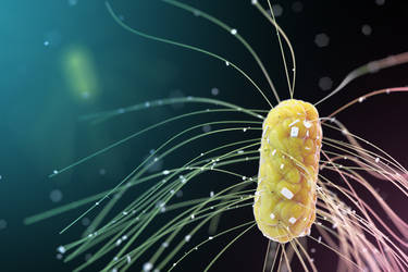 Escherichia Coli