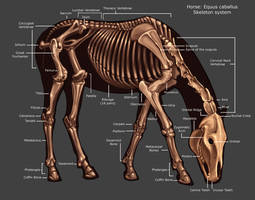 Horse Skeleton