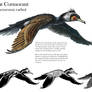 Great Cormorant Sheet