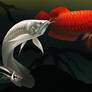 Arowanas