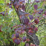 Lilac shrub in autumn 2