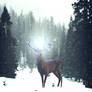 The Glowing Antlers
