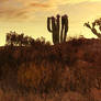 Cactus Hills