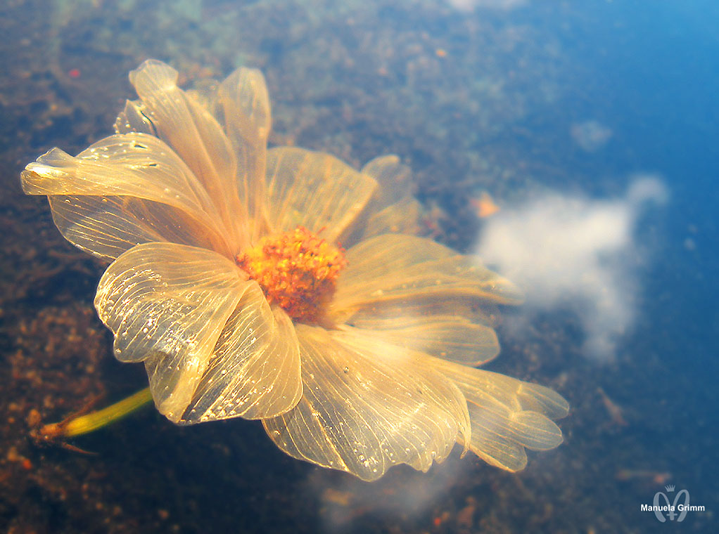 ghost flower