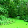 swamp