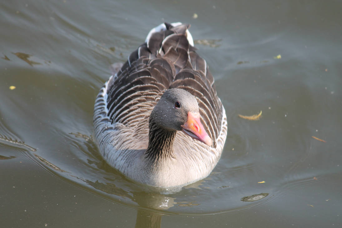 Shutter Gans Gans by snickers1000 on DeviantArt
