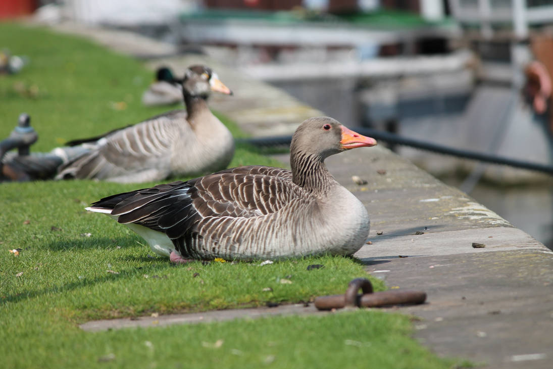 Shutter Gans Gans by snickers1000 on DeviantArt