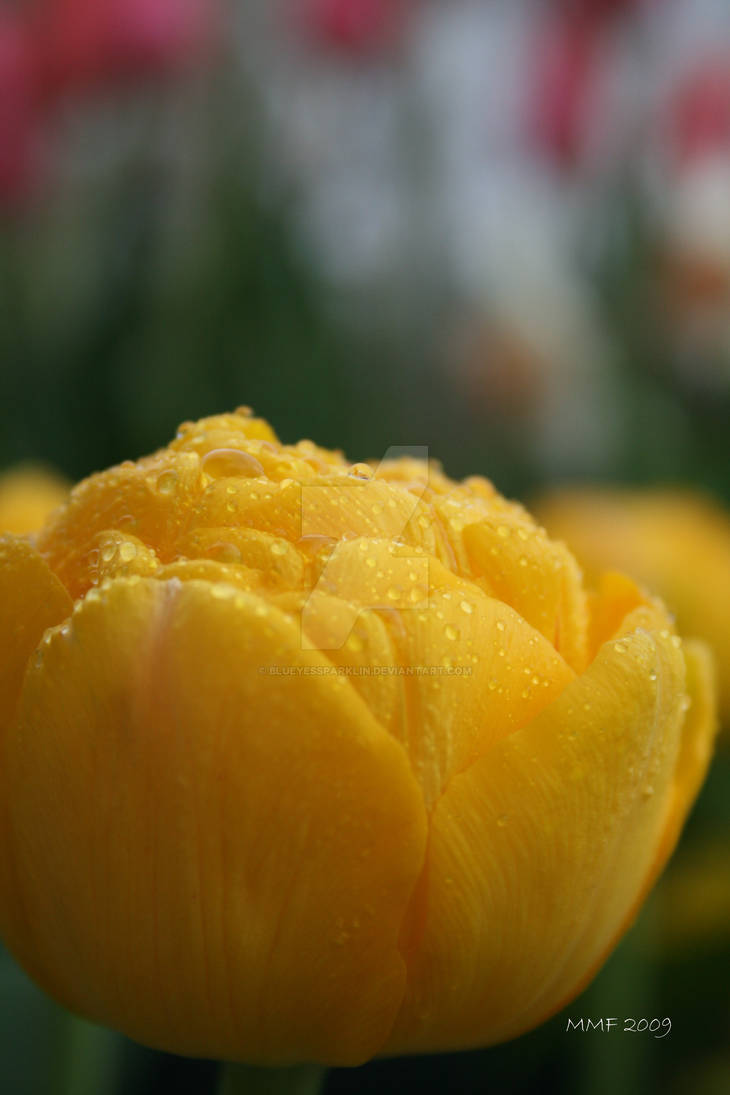 Yellow Tulip