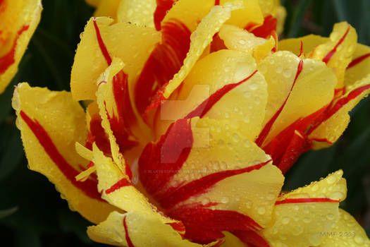 Tulip....Yellow n Red