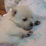 My new born puppy, Mochi