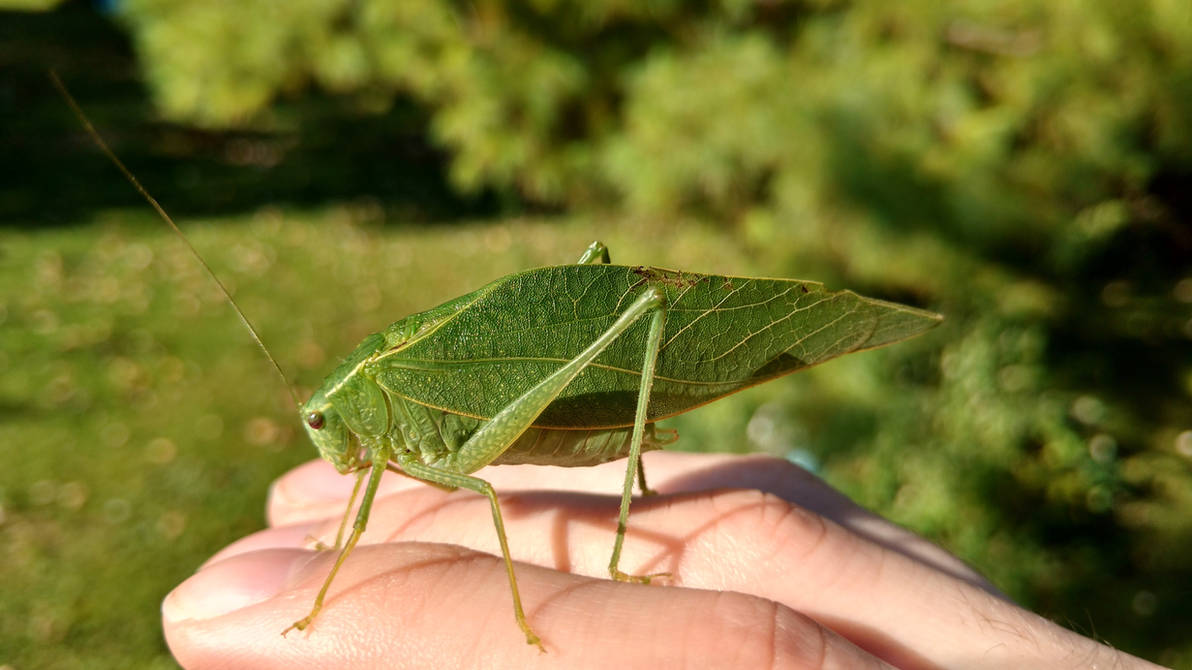 Leaf Katydid by MagentaMachina