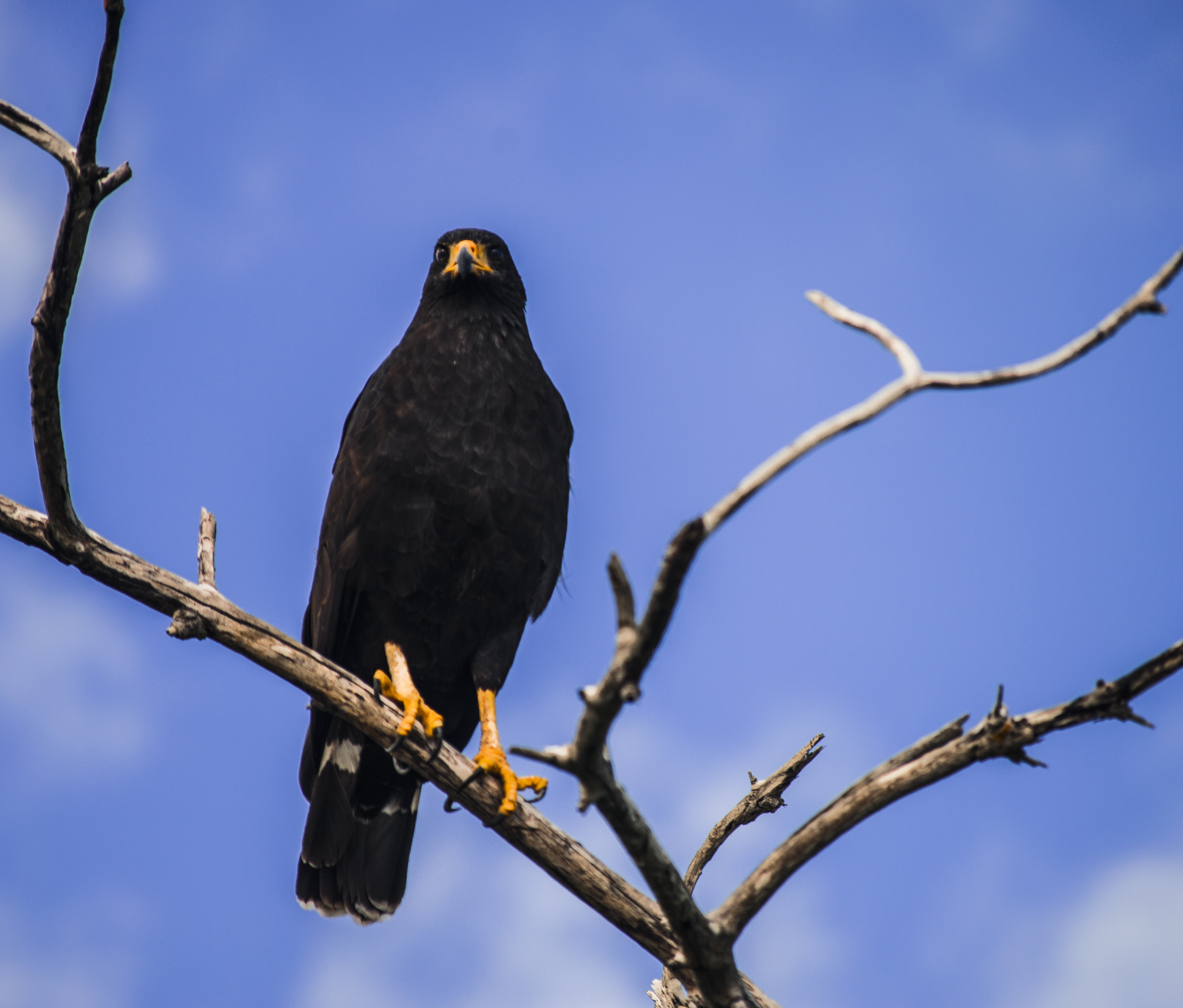 Mexican Eagle