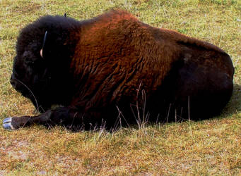 Buffalo