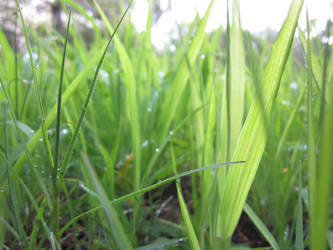 grass 1