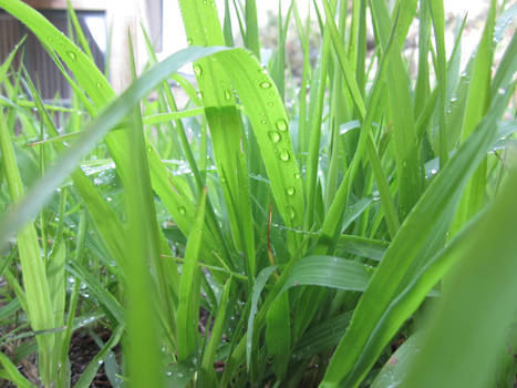 grass 2