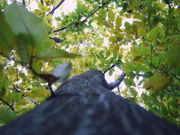 Treee. by ostatnia-druidka on DeviantArt