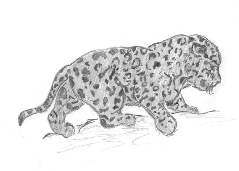 Jaguar Cub