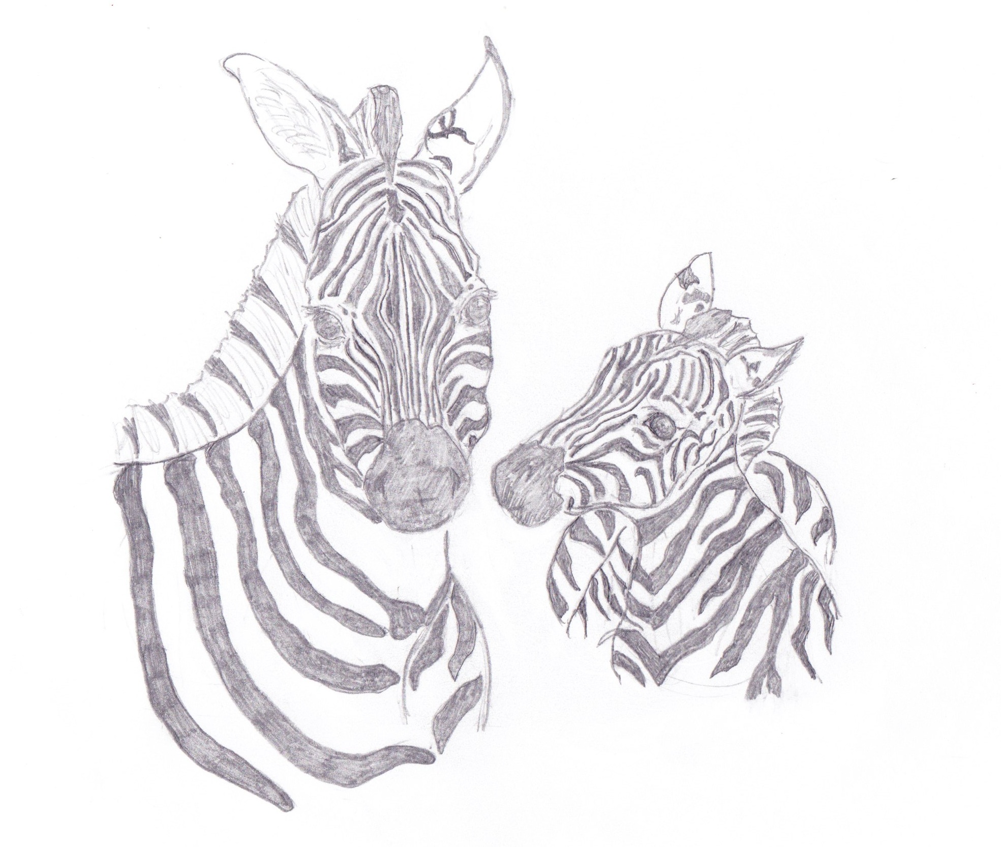 Zebra Mother and Child