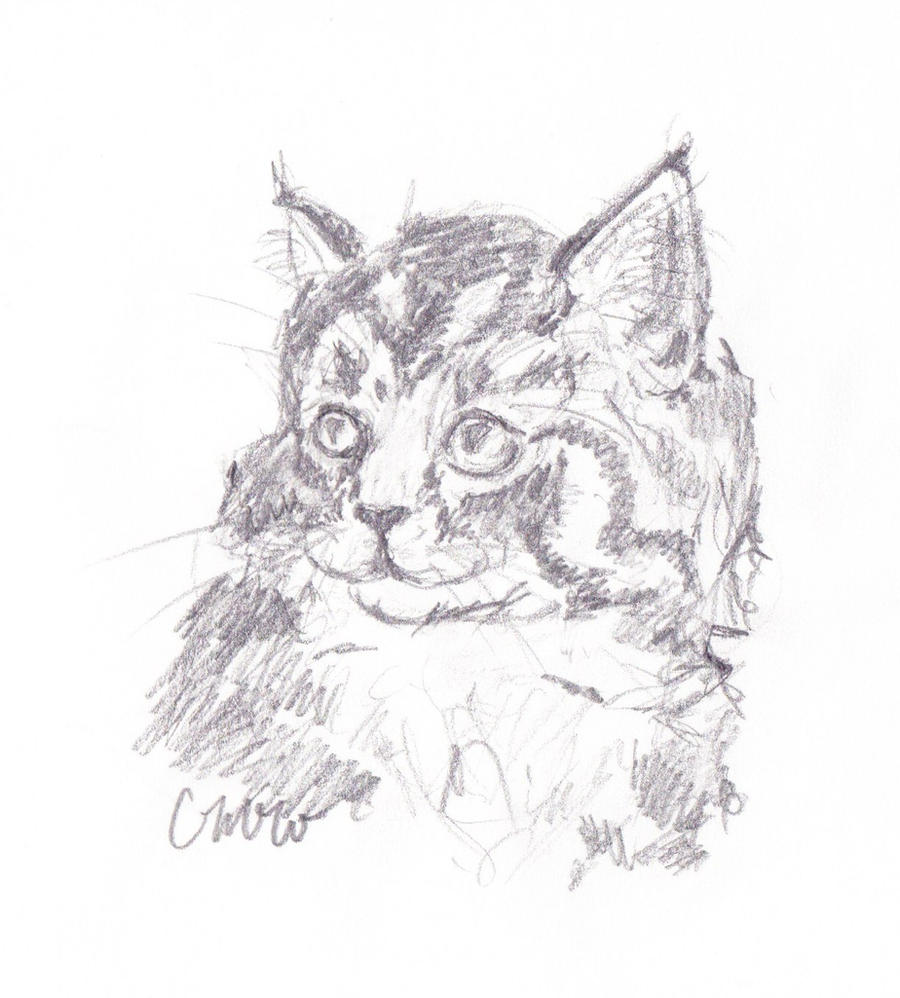 Portraint of a Kitten
