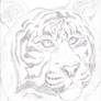 Tiger Sketch