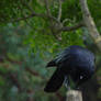 corvid23