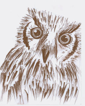 Le owl