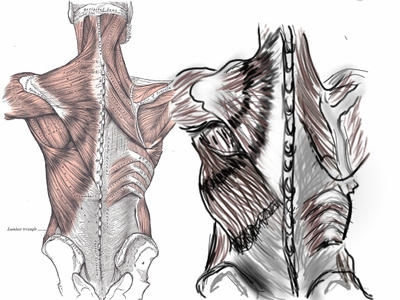 Subhuman Back Human Anatomy - Back by simon1111111 on DeviantArt