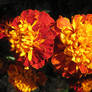 Jellyfish flowers,