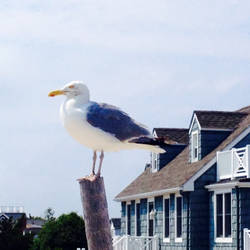 Seagull