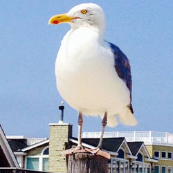 Seagull 2