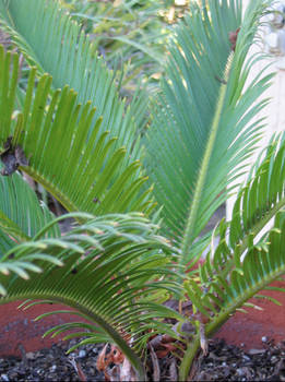 Palm Fountain