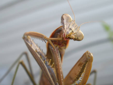 Praying Mantis