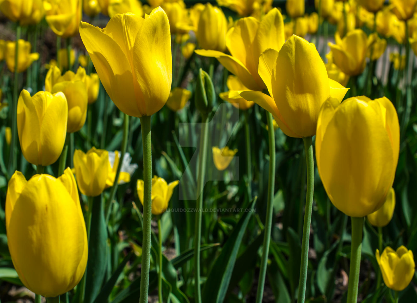 Yellow Petal Road