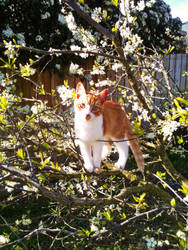 Xerxes in Plum Blossom