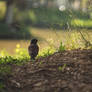 Common myna