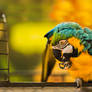 Yellow blue macaw