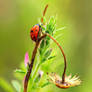 Ladybird