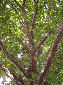 Oak Tree 3