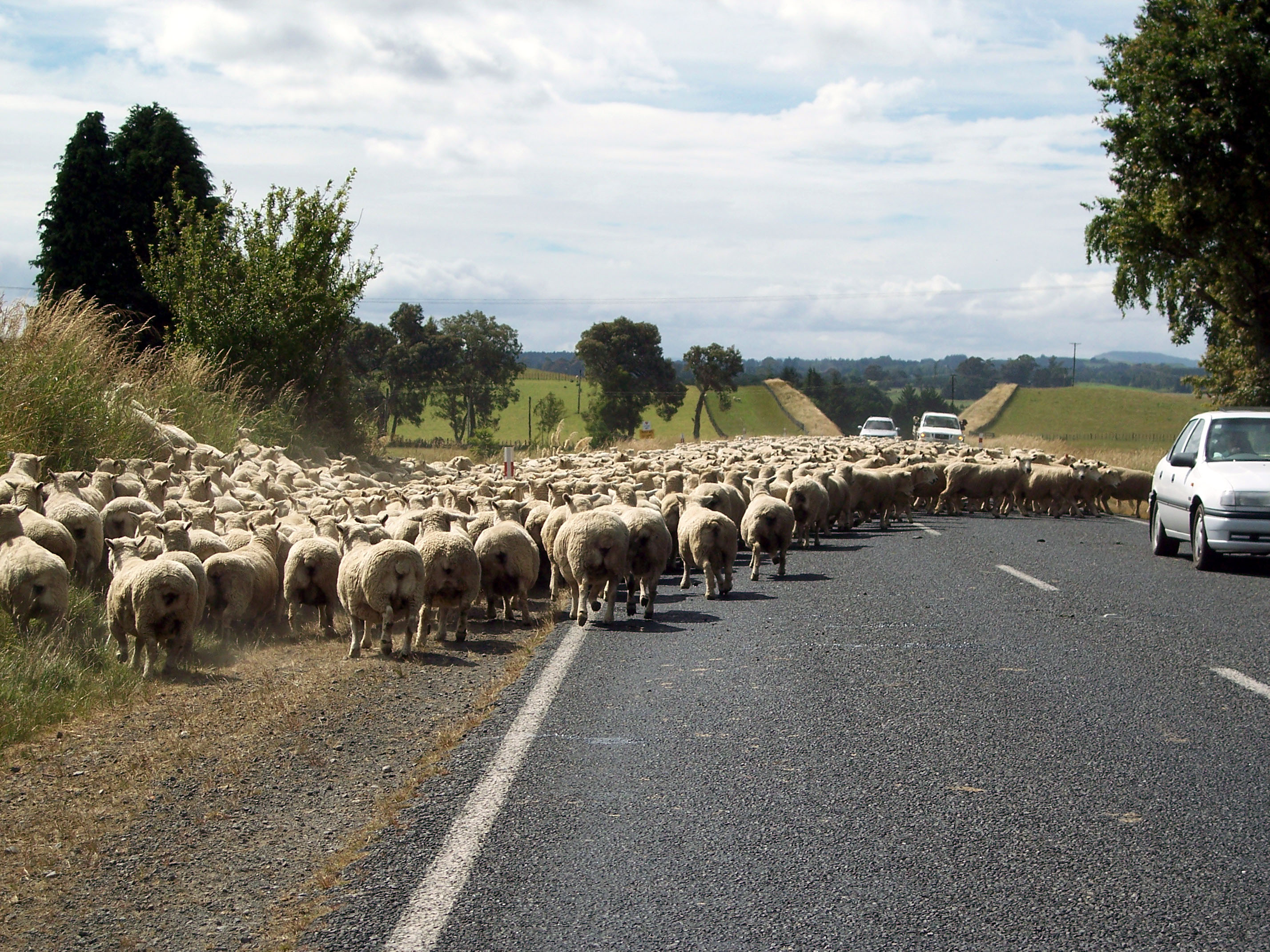 Sheep on road 2