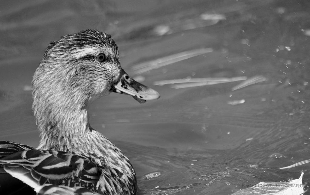 Mallard Black and White by Nomi23 on DeviantArt