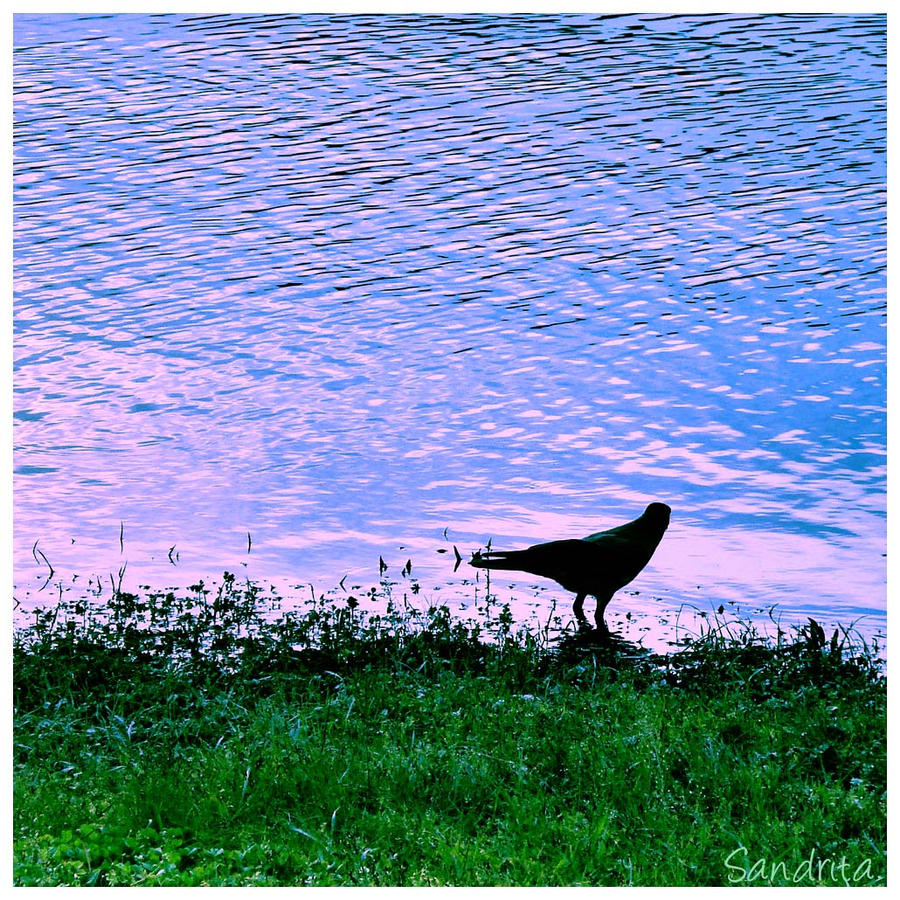 A Fish May Love A Bird By Sandrita 87 On Deviantart A Fish May Love A Bird By Sandrita 87 On Deviantart