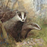 Badgers